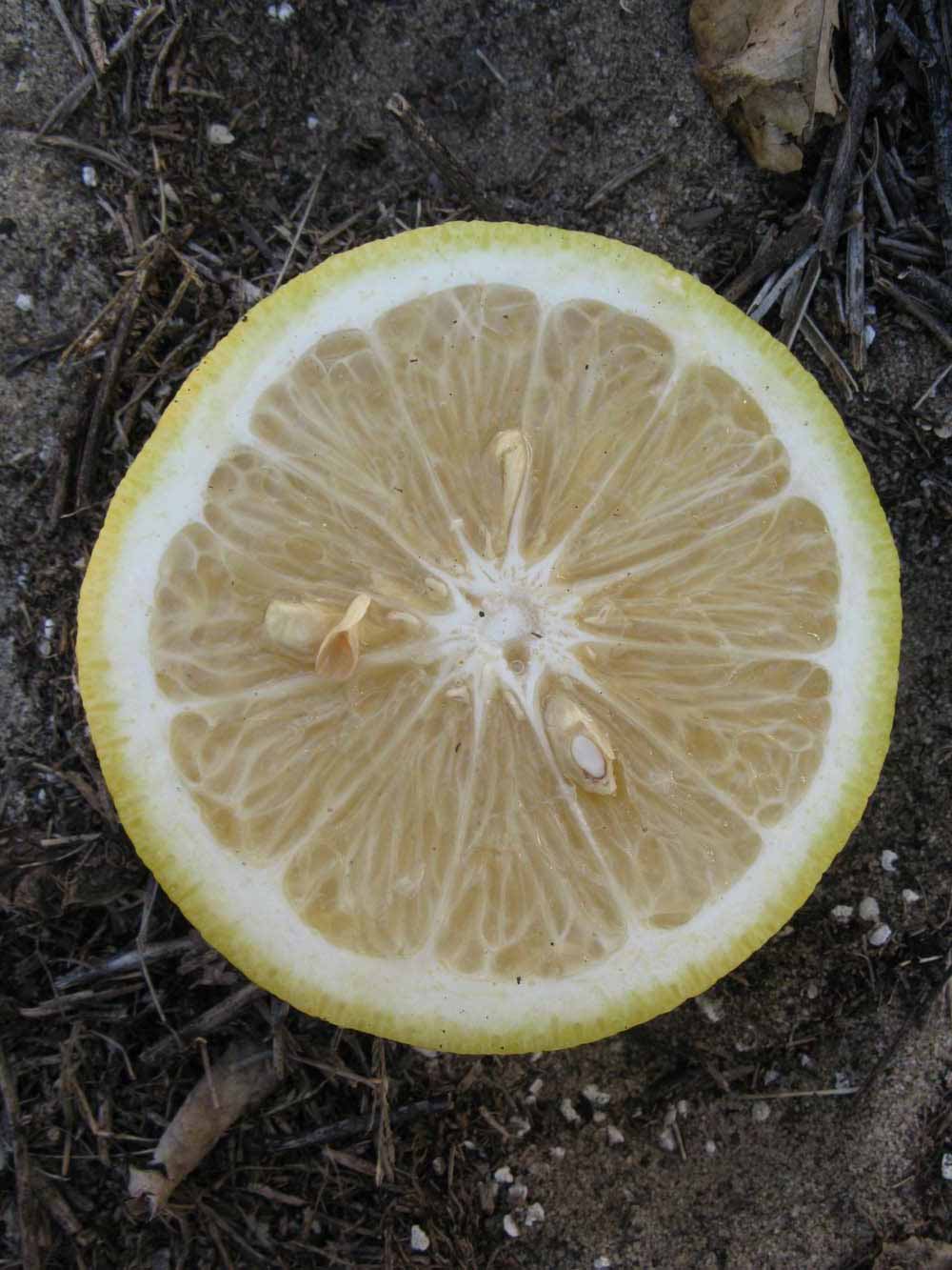              Fruit cross-section of  Citrus reticulata   x  Citrus   paradisi       (Nocatee, Winter Haven,   FL)       